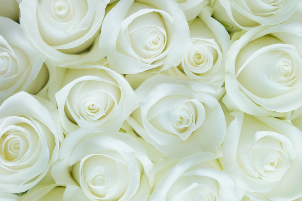 White Roses for Background